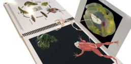 Reptiles & Amphibians AR Book - 3D Frog Anatomy