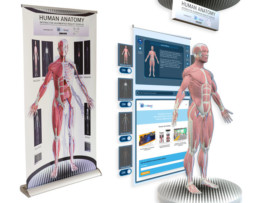 Human Anatomy Interactive Augmented Reality Display
